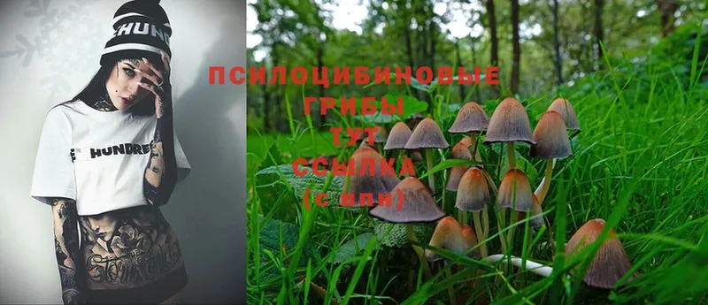 купить наркоту  Новороссийск  Галлюциногенные грибы Magic Shrooms 